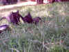CatsInTheField_0023.jpg (54383 bytes)