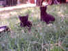 CatsInTheField_0024.jpg (56431 bytes)