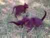 CatsInTheField_0025.jpg (56943 bytes)