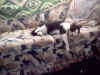 FredAsUsual_0009.jpg (52847 bytes)