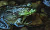 Froggie.jpg (47628 bytes)