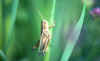 Grasshopper.jpg (51453 bytes)